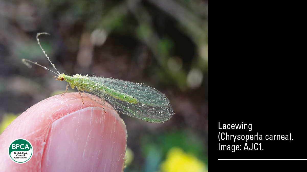 Lacewing Chrysoperla carnea non pest insects BPCA Lacewing Chrysoperla carnea non pest insects BPCA